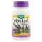 Olive Leaf - frunze maslin